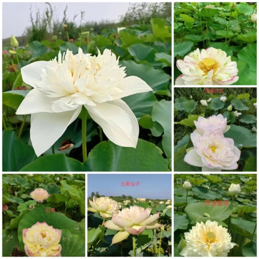 安新县莲荷水生，观赏荷花苗，精品观赏荷花，深水荷花苗，浅水荷花