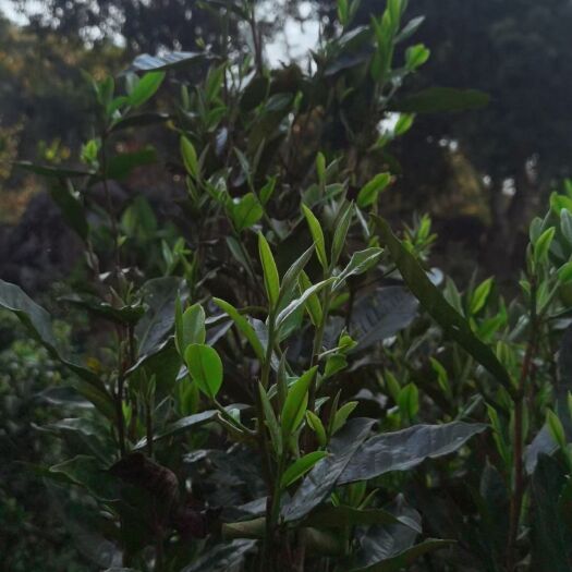 西双版纳普洱茶2023 春（乔木）
