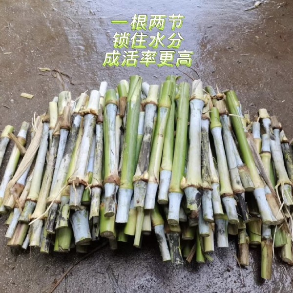 精选红象草种节，一根两牙，一百牙起卖，0.11一牙，包邮包售