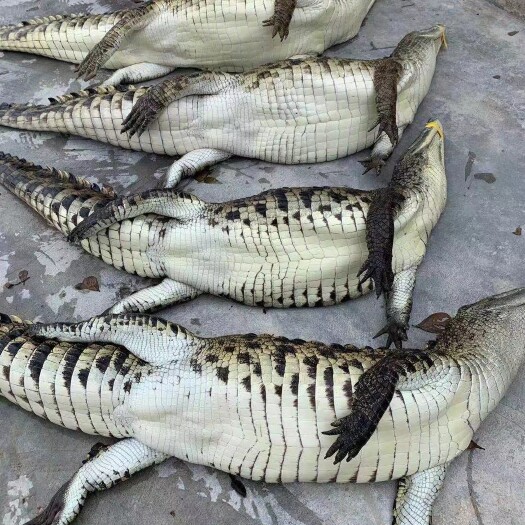 海口鳄鱼活体批发25-50斤，货源地直发