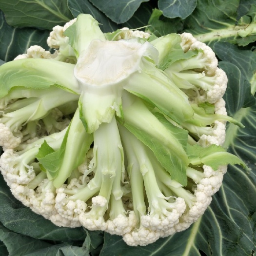 沛县有机花菜 散花大量上市