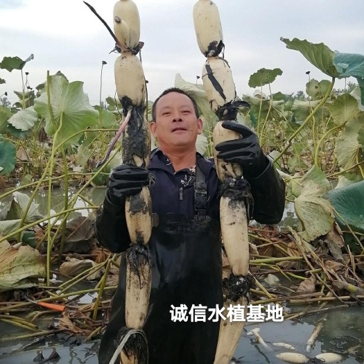 浅水藕种根莲藕种藕深水藕种 高产食用莲藕种苗 藕带苗藕苗