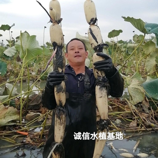 常熟市浅水藕种根莲藕种藕深水藕种 高产食用莲藕种苗 藕带苗藕苗