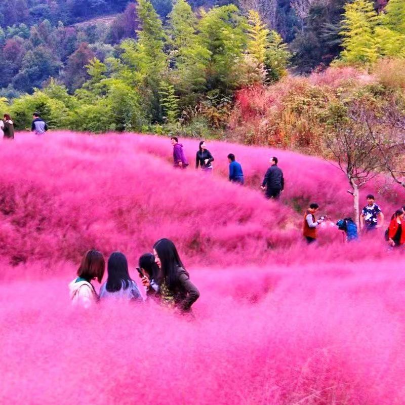 杭州粉黛乱子草种子多年生观赏草 乱子草种子 庭院花卉种子四季易种