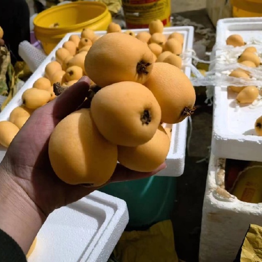 开远市枇杷