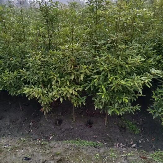 大方县金丝楠木