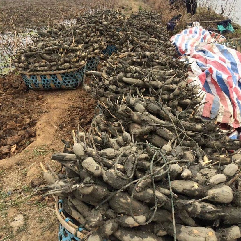 鄂莲10号巨无霸食用莲藕种苗炒吃脆煲汤粉藕大型莲藕藕苗种子包