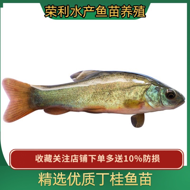 广州优质丁桂鱼苗 丁岁鱼苗 丁贵鱼苗 基地直供全国发货