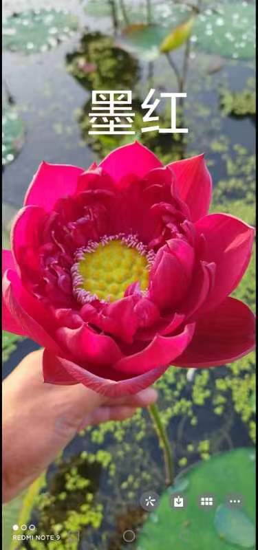 安新县莲荷水生，观赏荷花苗，品观赏荷花苗，深水荷花苗，浅水荷花，