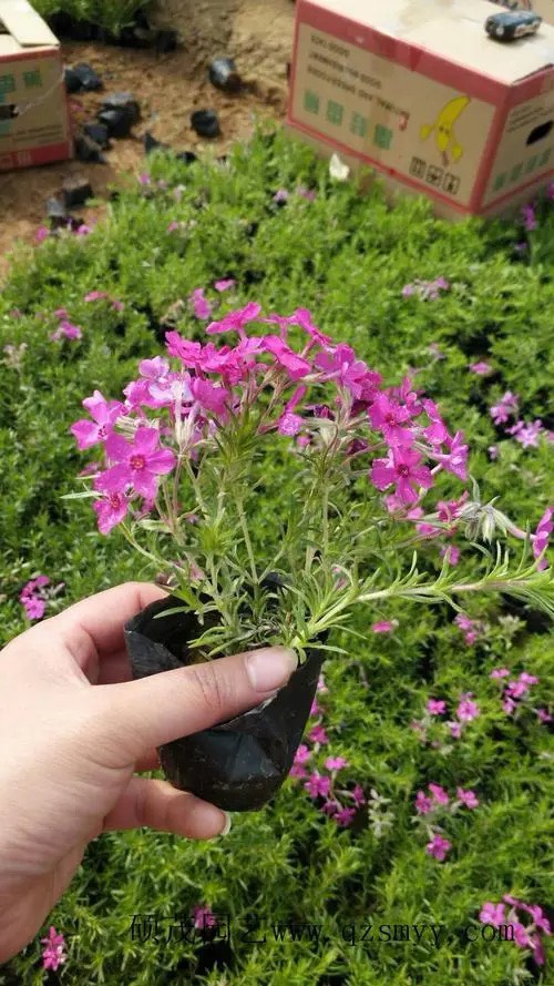 丛生福禄考耐寒花草