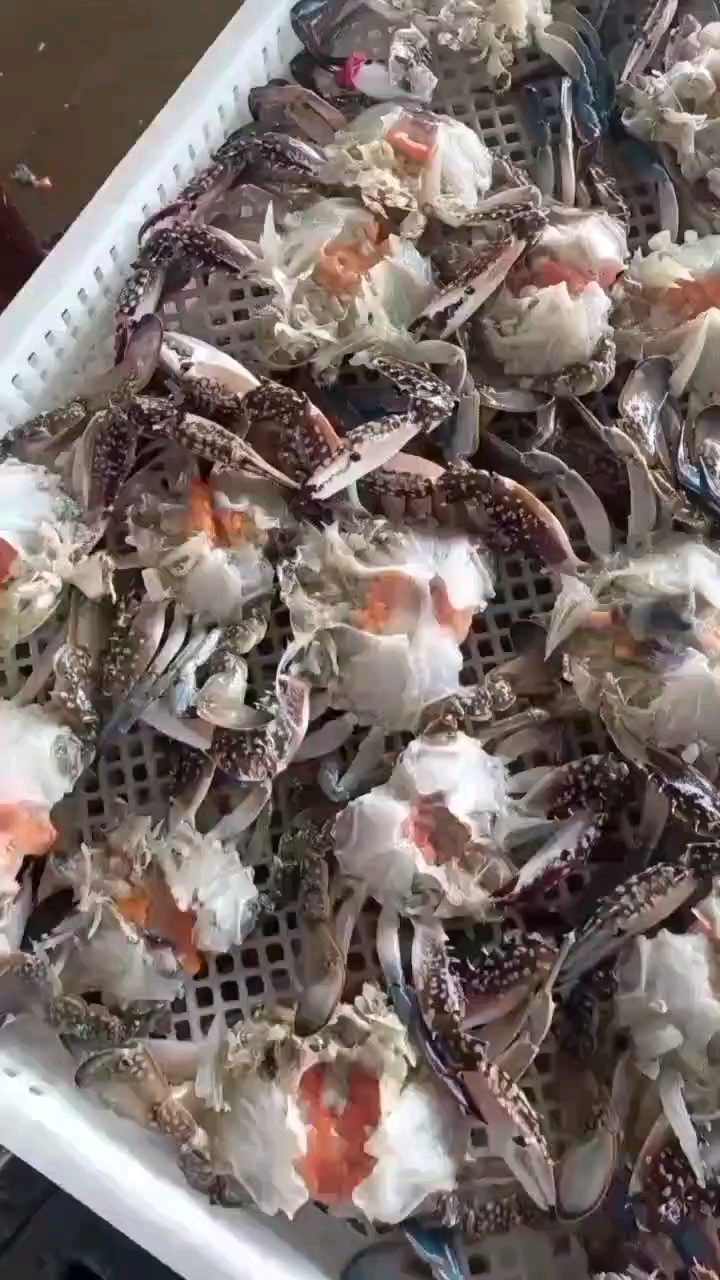 长腿章鱼