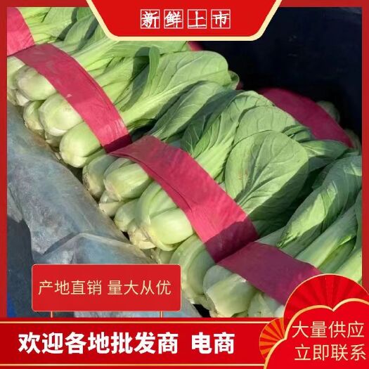 邯郸小白菜 邯郸好货 量大质优 全国发货 不夹心 颜色正