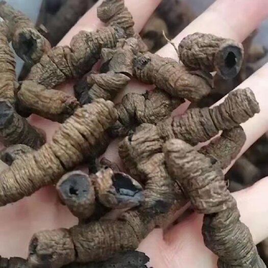 博罗县紫肉巴戟九蒸九晒老巴戟天靚货质量保证！！！！q