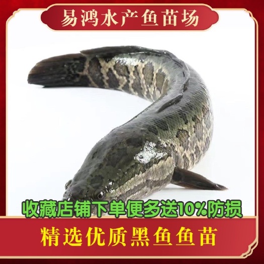 广州乌鳢苗  乌鳢鱼苗批发，黑鱼苗批发，生鱼苗批发，鱼苗场直销，
