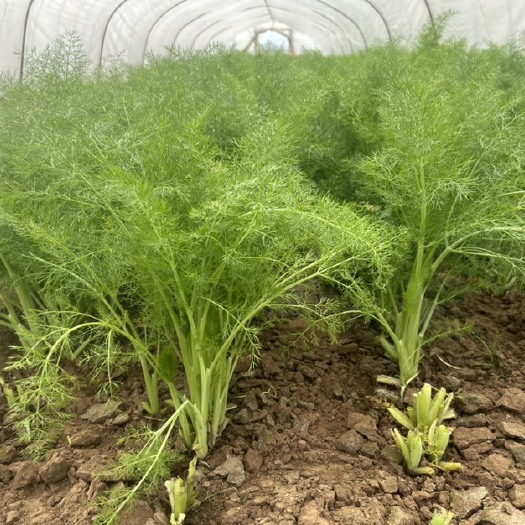 枣庄割茬小茴香苗，质优价廉