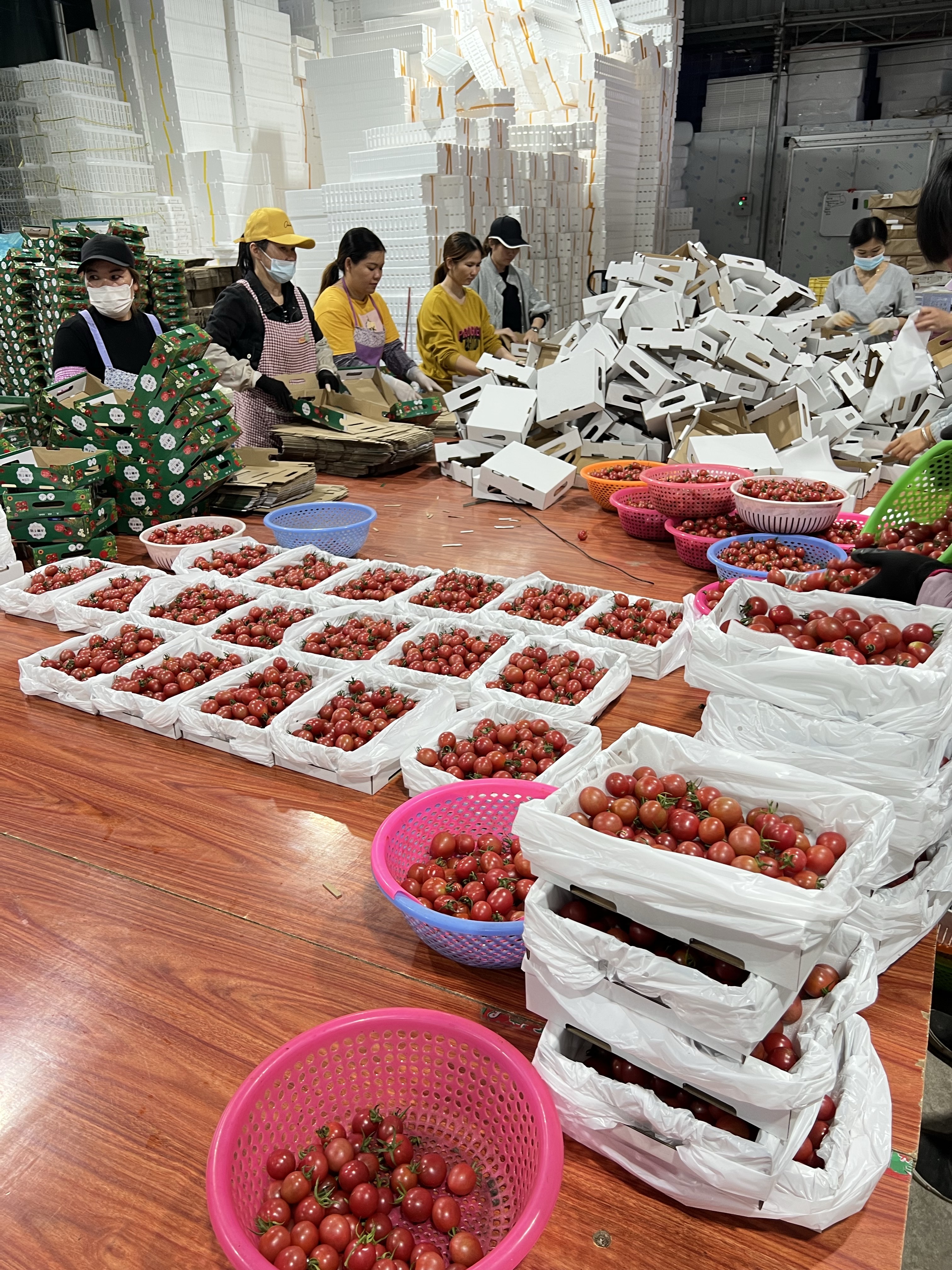 千禧圣女果广东电白一手货源产地直供，现在大量上市欢迎来电咨询