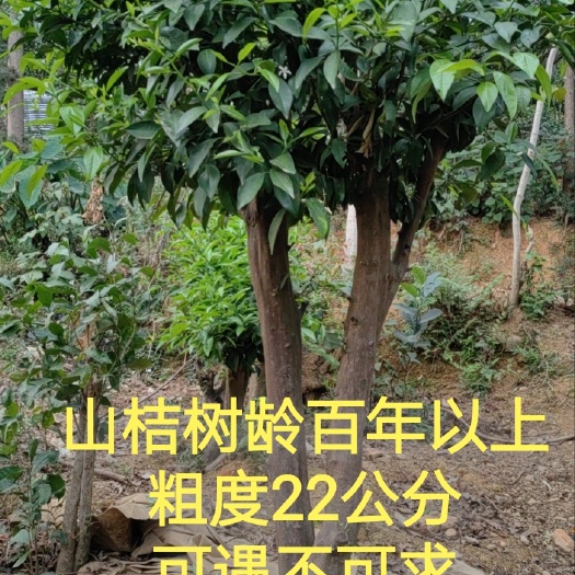 防城港中国广西本地原生山桔，树形优美，十分罕见！