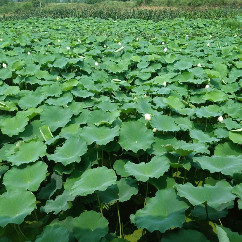 鄂莲10号巨无霸食用莲藕种苗炒吃脆煲汤粉藕大型莲藕藕苗种子包