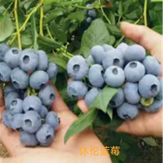 休伦蓝莓苗