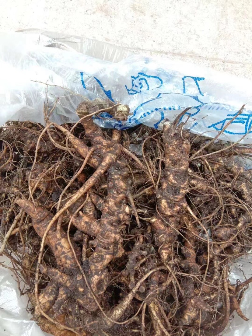 马边彝族自治县竹节参三七