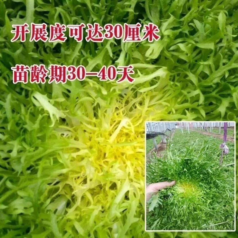 苦苣种子苦菊菜籽种芽盆栽蔬菜种孑种籽春秋冬季四季播生菜青菜