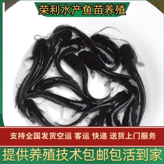 广州南方大口鲶鱼 杂交大口鲶鱼苗 大口鲶鱼苗批发基地