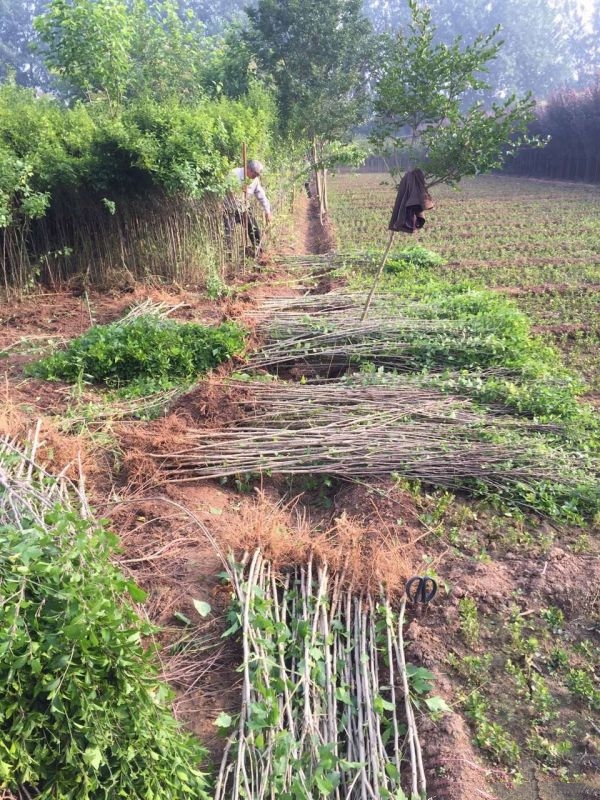 木槿小苗产地批发价格，基地直接发货欢迎选购