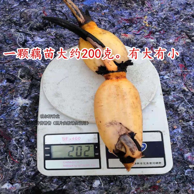 鄂莲10号巨无霸食用莲藕种苗炒吃脆煲汤粉藕大型莲藕藕苗种子包