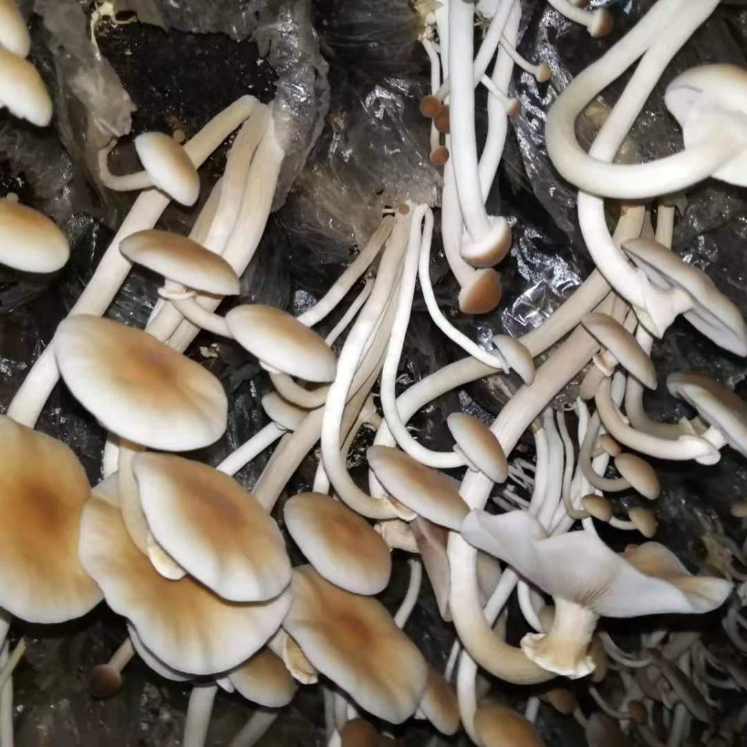 23年新货茶树菇干货开伞茶树菇香嫩农家自产江西广昌茶薪菇散装