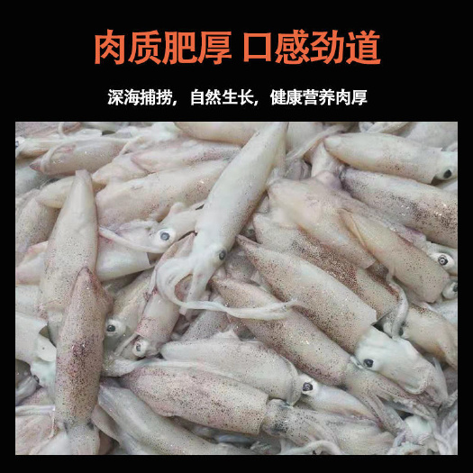 泉州福建海捕鲜活灯管小鱿鱼小海兔鲜活小管新鲜船冻冷冻海鲜水产食材