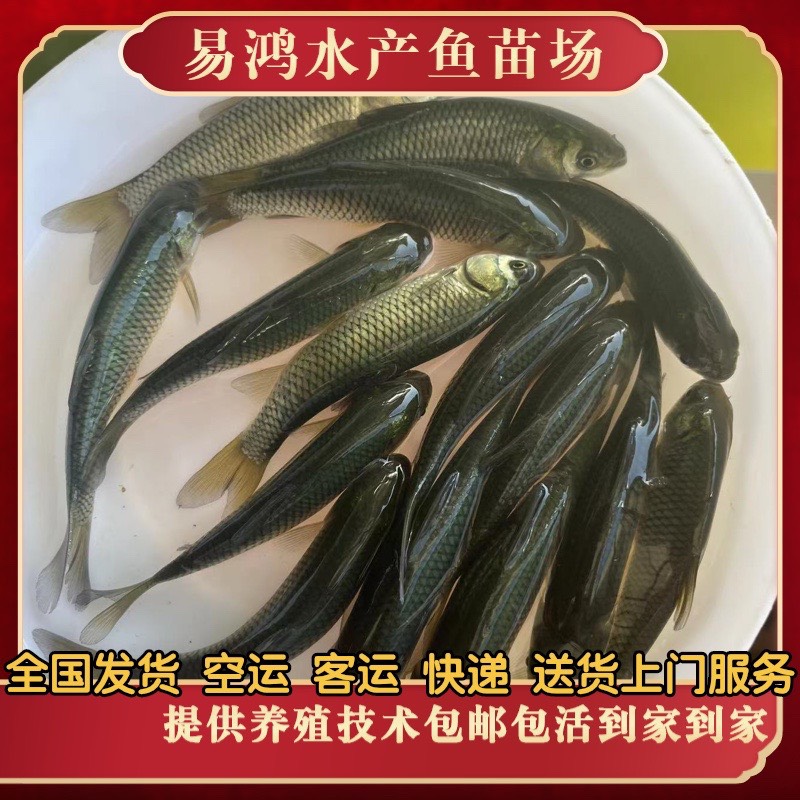 草鱼苗批发，脆肉草鱼苗批发，已打疫苗，生长速度快