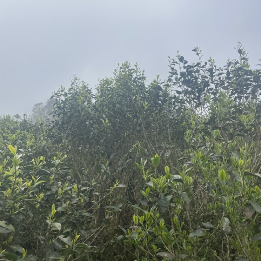 江城县老树茶2025新茶头春 普洱生茶 散茶