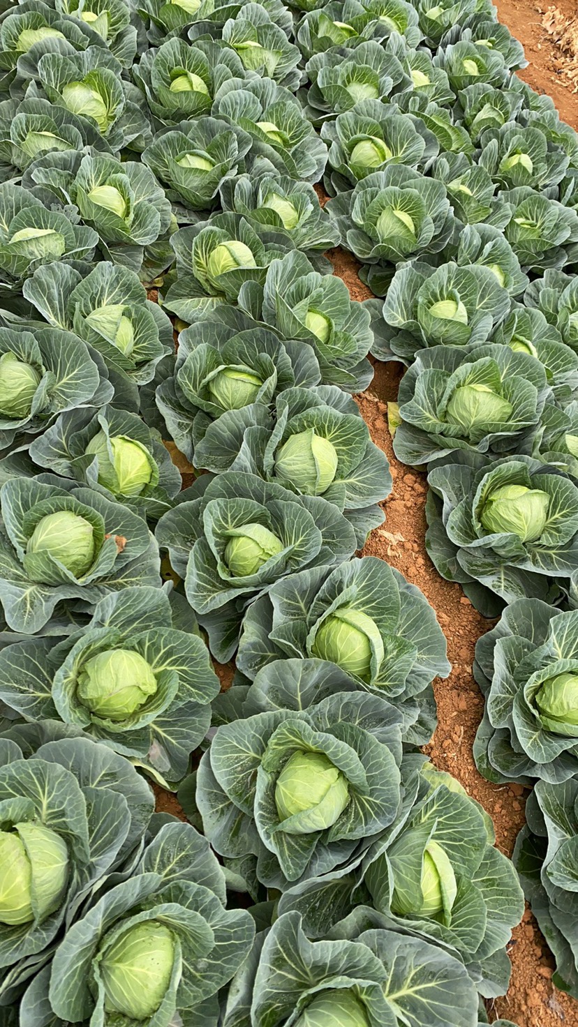 甘蓝，黄心白菜