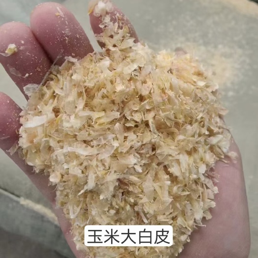 石家庄玉米大白皮