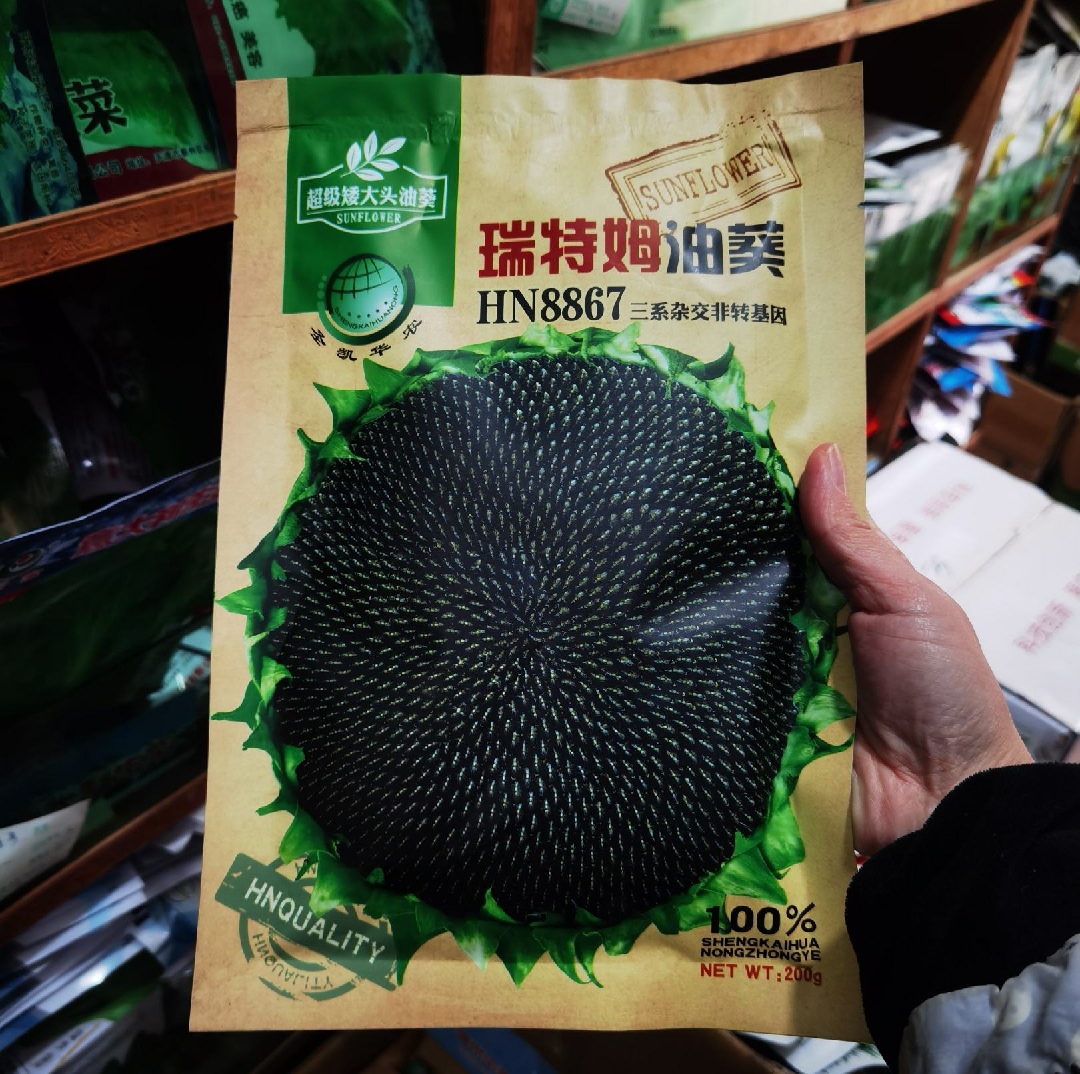 西安油葵种子瑞特油葵种子榨油向日葵种子可用观赏株高85厘米