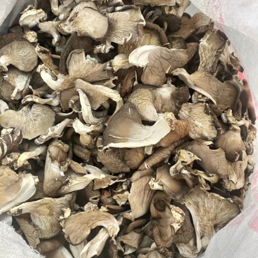 衡水干平菇，平菇干净干度好