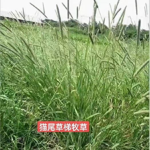 郓城县猫尾草种子梯牧草种子提摩西草种子养豚鼠牧草猫尾草