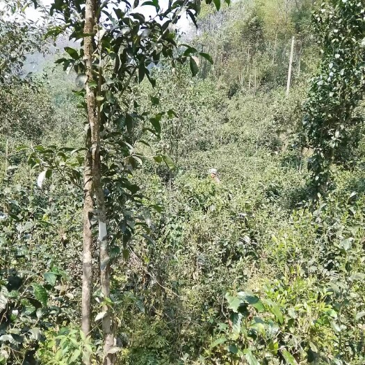 绿春县生态茶