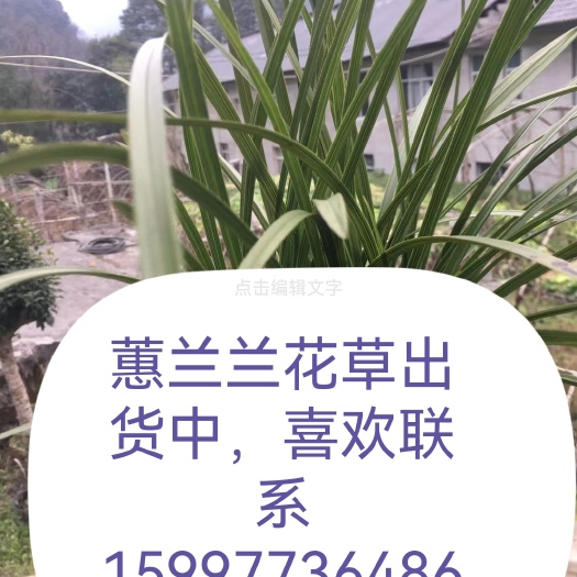 鹤峰县兰花带花苞兰花春兰蕙兰春剑奇花兰异兰精品兰山花