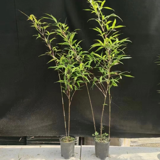 南靖县紫寒竹桌面阳台办公室微型盆景绿植小盆栽