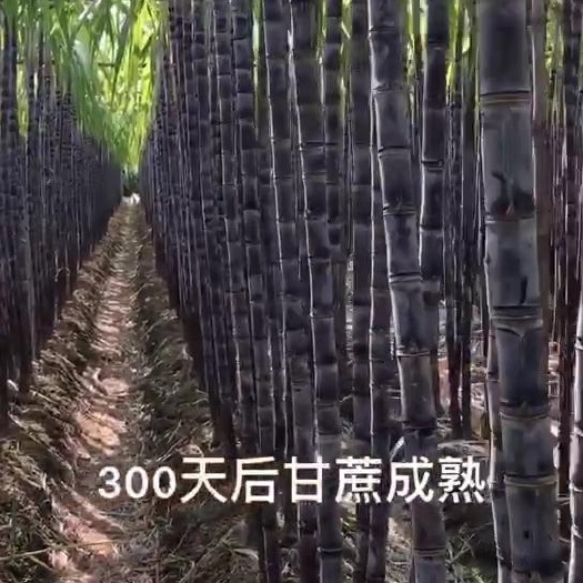 柳州红军红糖，白糖，冰糖，厂长推荐