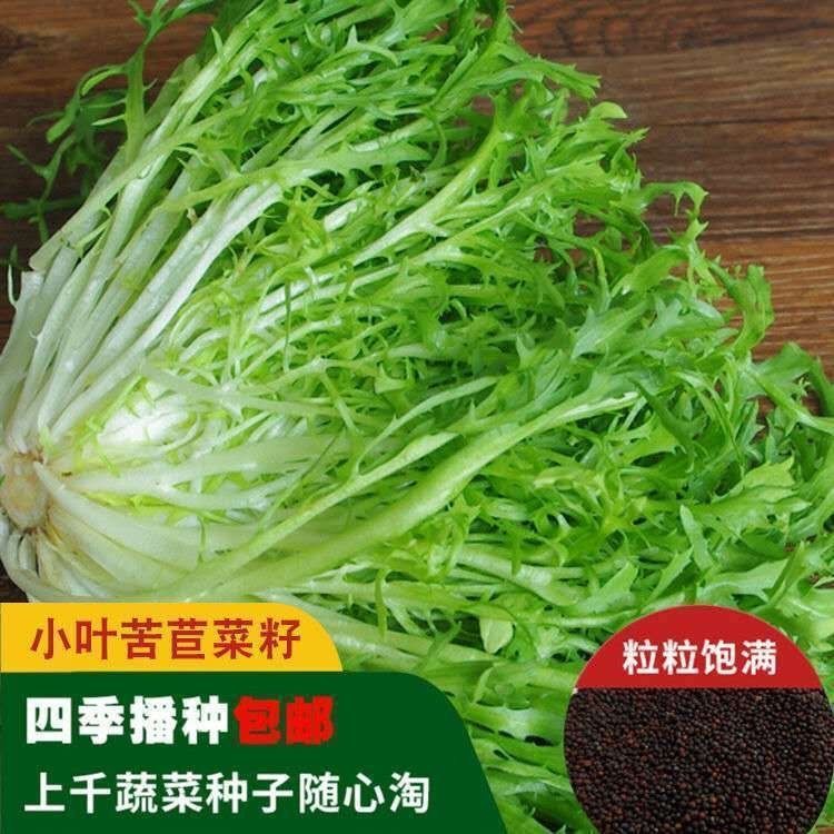 苦苣种子苦菊菜籽种芽盆栽蔬菜种孑种籽春秋冬季四季播生菜青菜