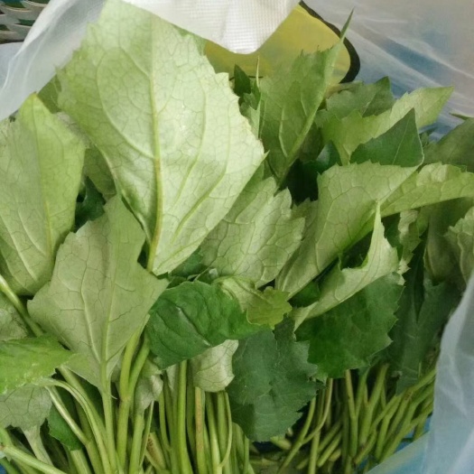 东港市东风菜大耳毛种
