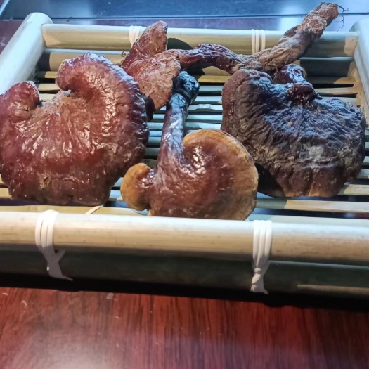 贡山县灵芝，云南大山灵芝