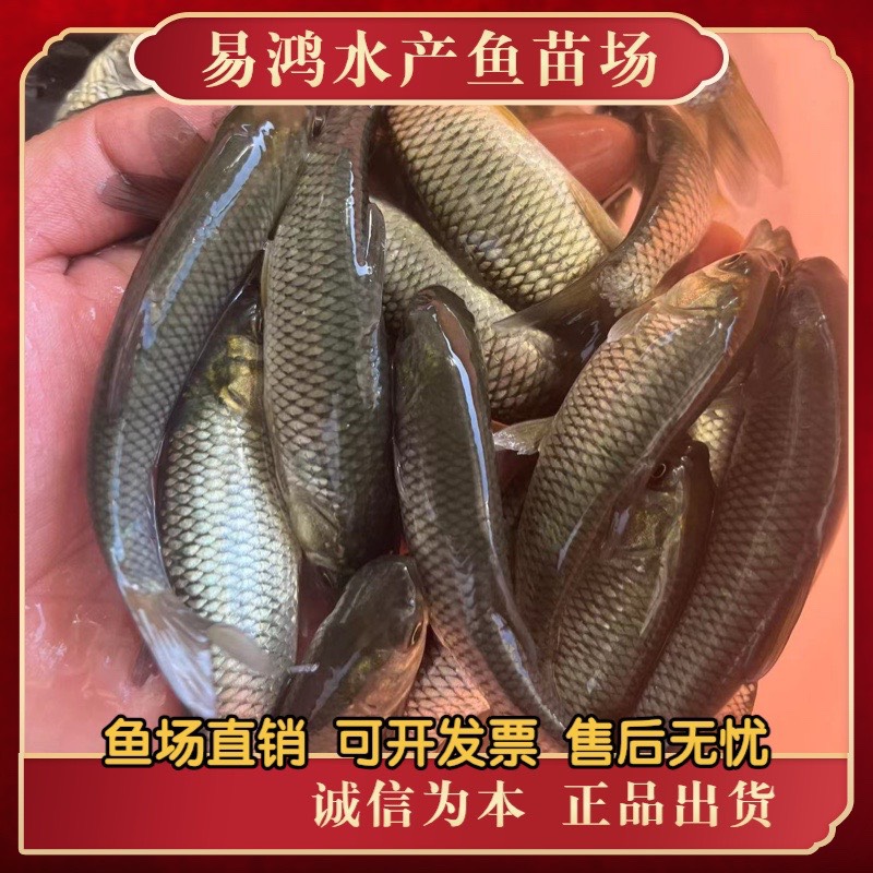 草鱼苗批发，脆肉草鱼苗批发，已打疫苗，生长速度快