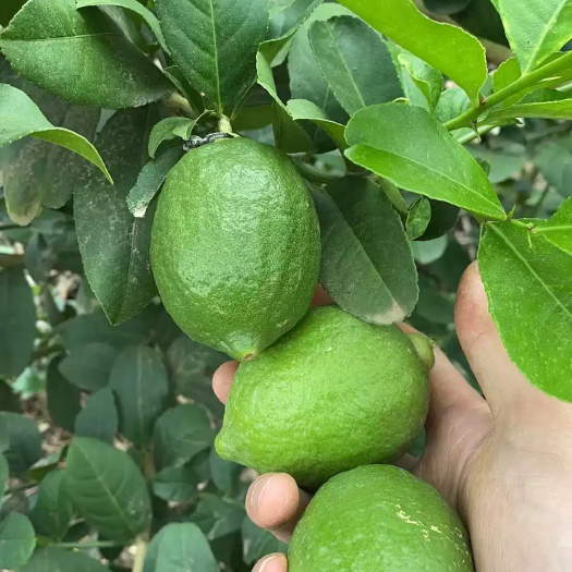 阳西县广东香水柠檬批发零售