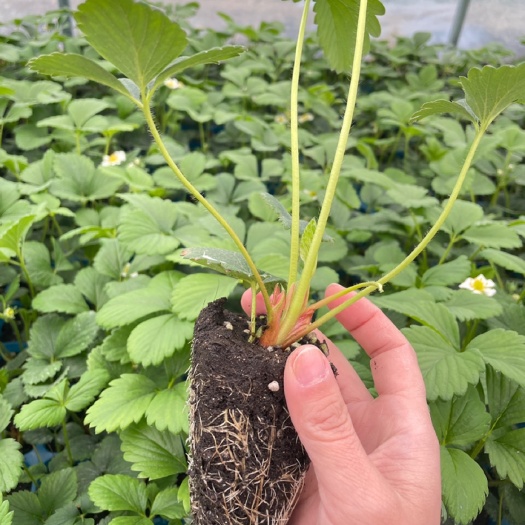 长丰县长丰县草莓培育基地，优质红颜草莓母苗正在大量供应！