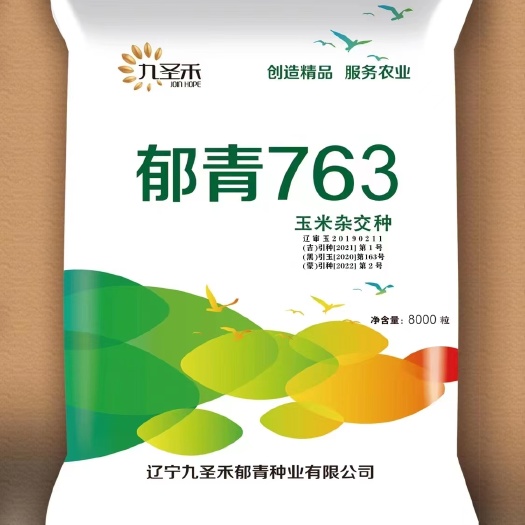 大石桥市九圣禾郁青763玉米种子棒子大田玉米粮油作物