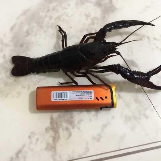 江陵县规格小龙虾小青中青大青