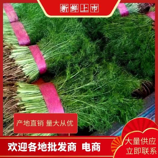 邯郸茴香 产地直发 量大价优 新鲜
